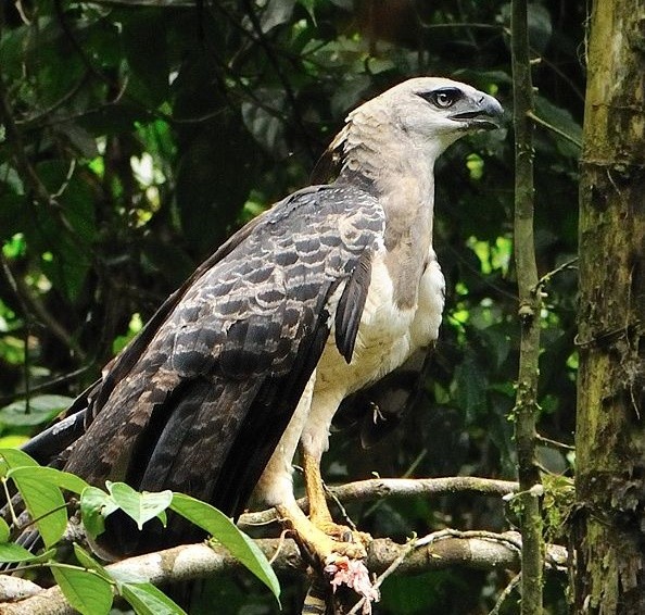 características do gaviao-real-falso