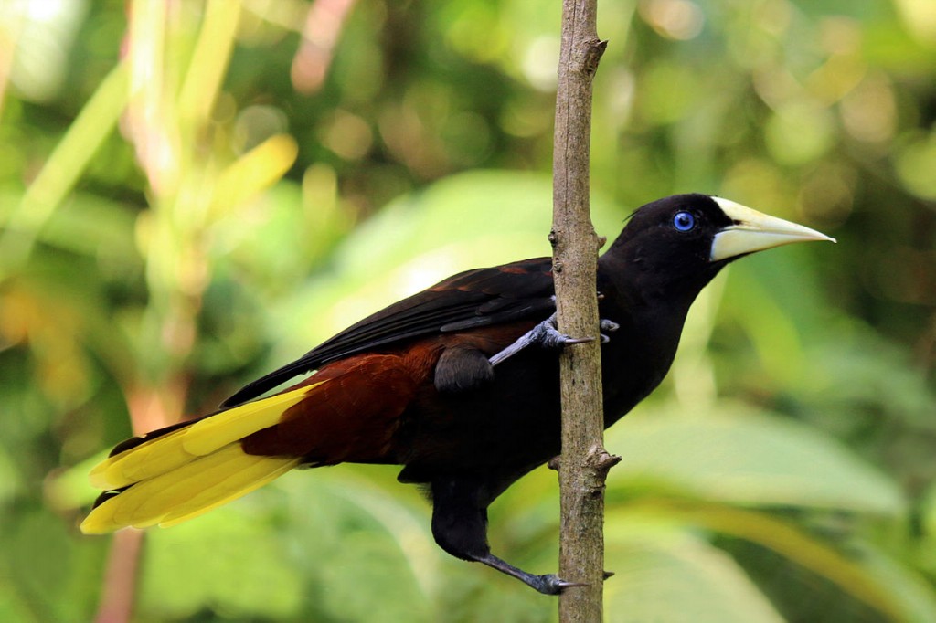 caracteristicas do japu preto