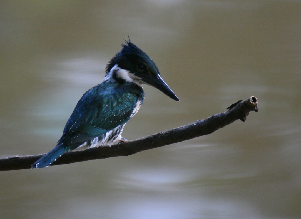 caracteristicas do martim-pescador da amazonia