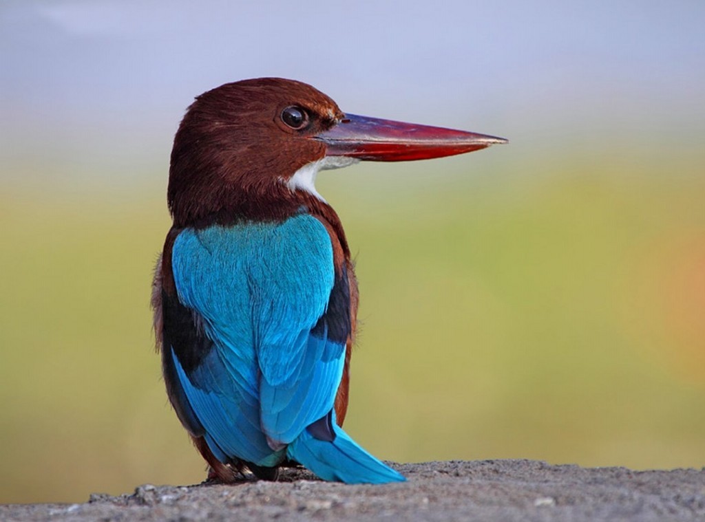 características do martim-pescador de esmirna