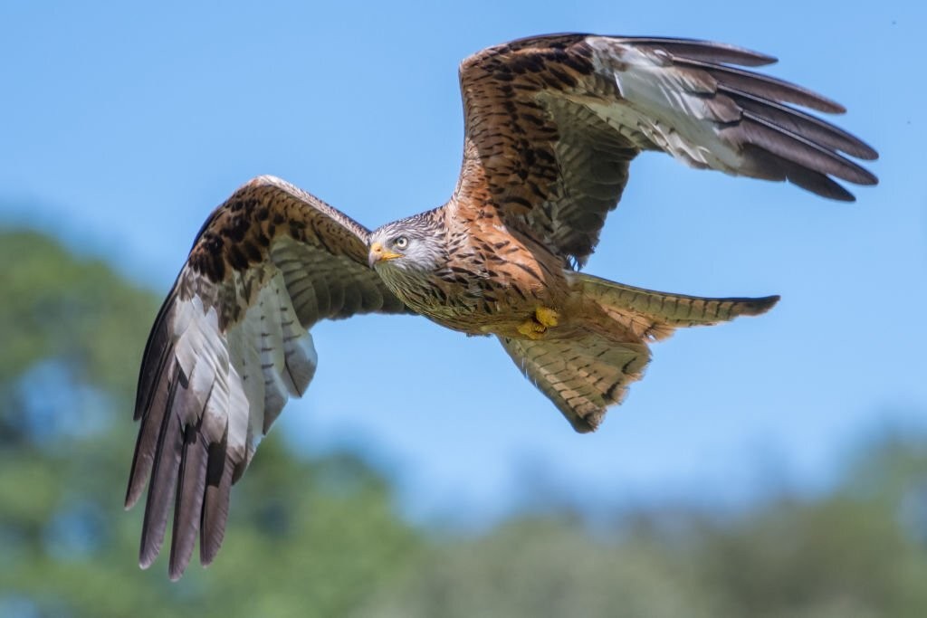 caracteristicas do milhafre-real