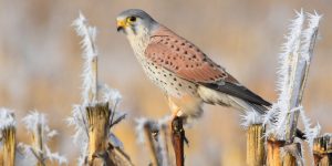 caracteristicas do peneireiro-eurasiatico