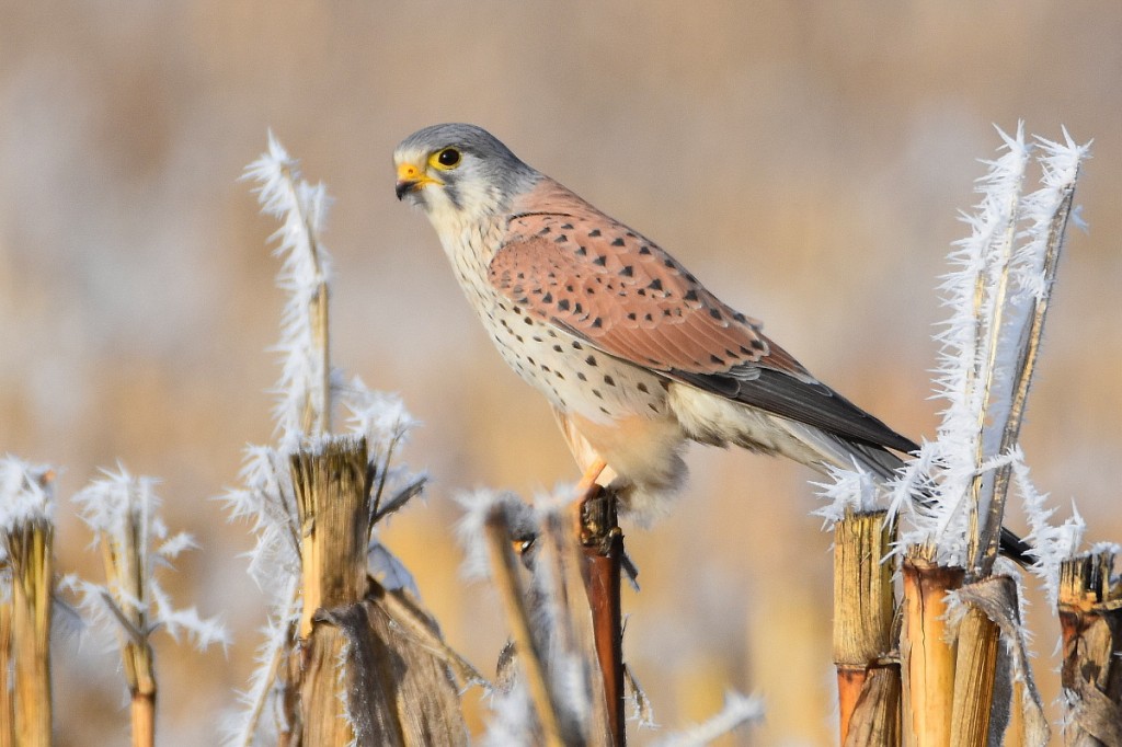 caracteristicas do peneireiro-eurasiatico