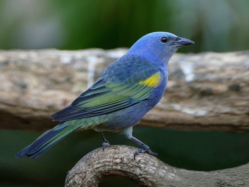 características do sanhaco-de-encontro-amarelo