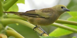 características do sanhaco-do-coqueiro