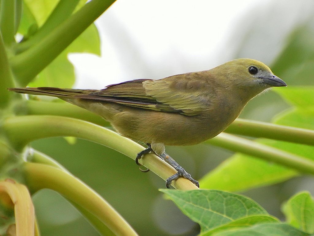 características do sanhaco-do-coqueiro