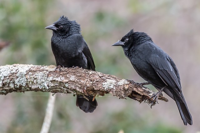 casal de assum preto