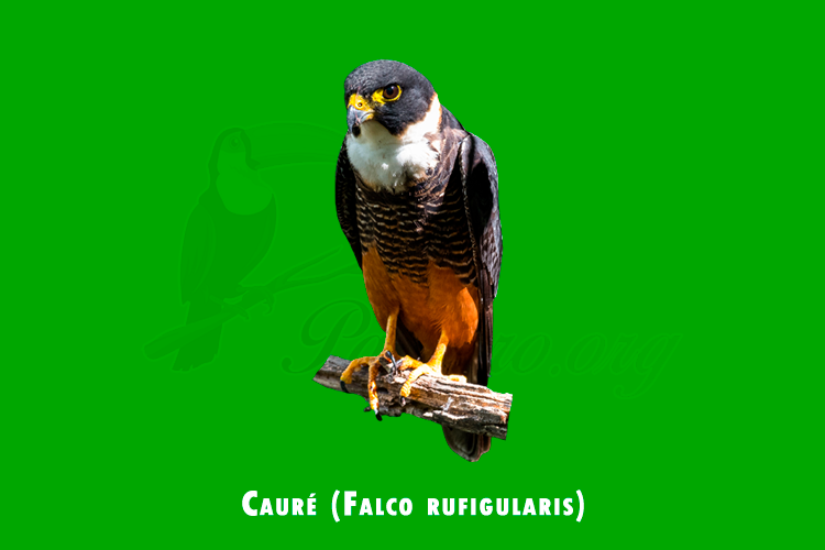 caure (falco rufigularis)