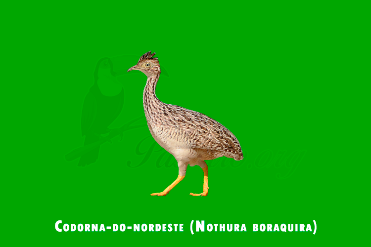codorna-do-nordeste (nothura boraquira)