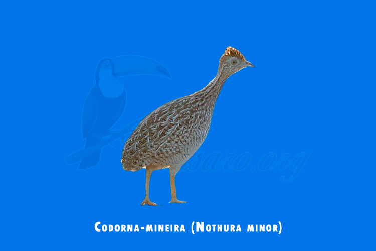 codorna-mineira (nothura minor)