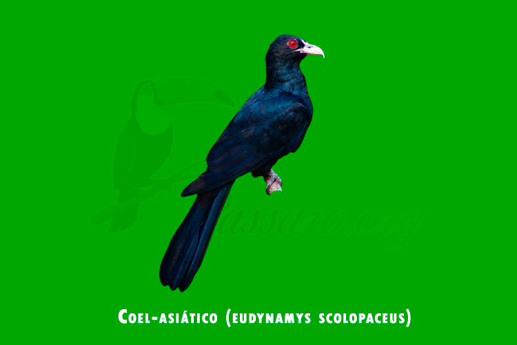 coel-asiático(eudynamys scolopaceus)