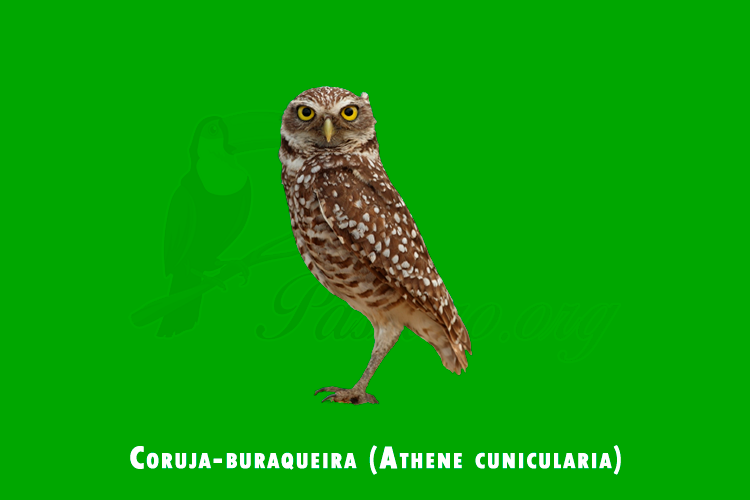 coruja-buraqueira (athene cunicularia)
