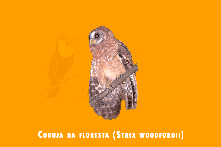 coruja da floresta ( strix woodfordii)