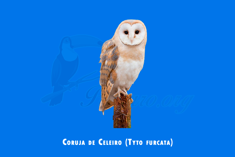 coruja de celeiro (tyto furcata)