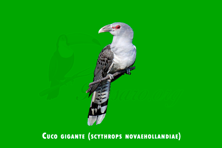 cuco gigante (scythrops novaehollandiae)