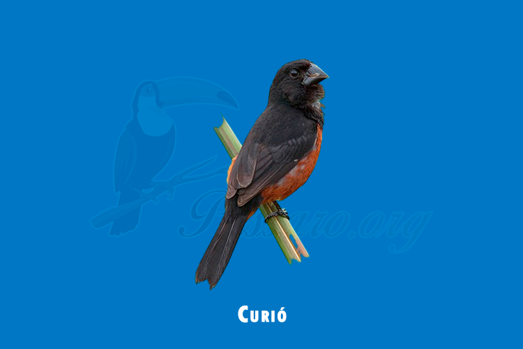 curio