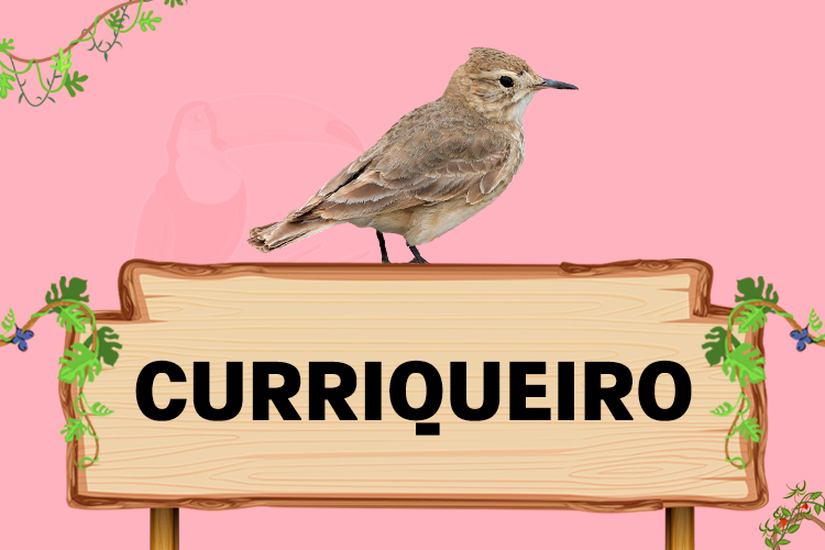 curriqueiro