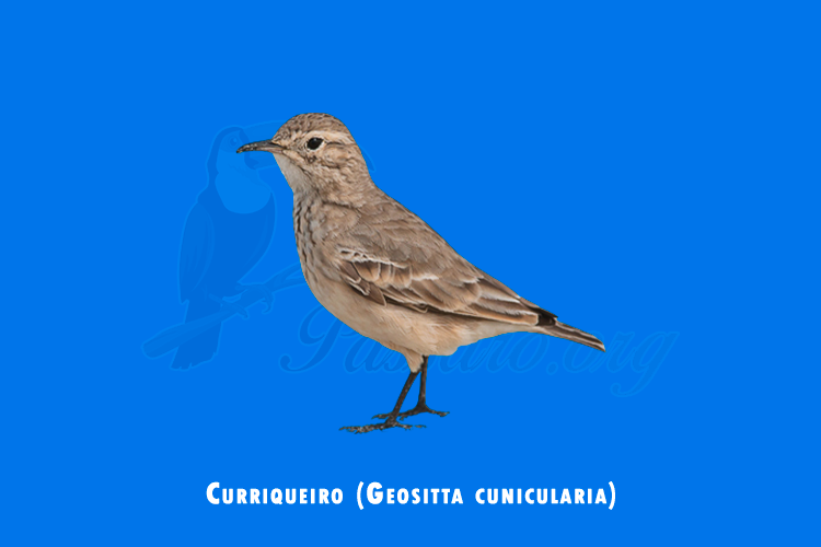 curriqueiro (geositta cunicularia)