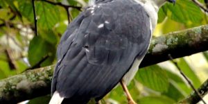 distribuicao geografica do gaviao-pombo-pequeno