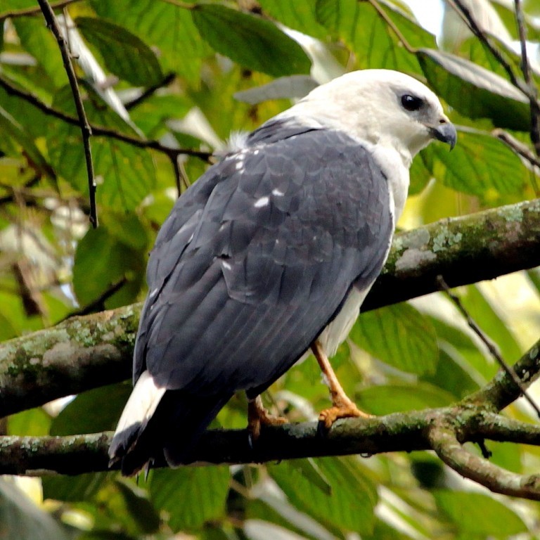 distribuicao geografica do gaviao-pombo-pequeno