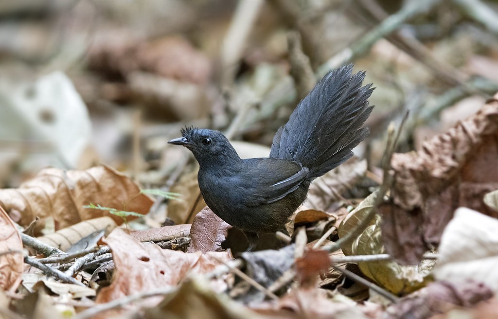 entufado