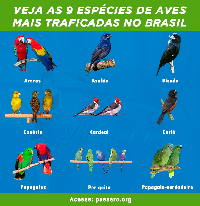 especies de aves mais traficadas no Brasil
