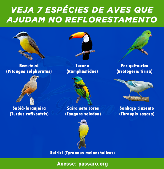 especies de aves que ajudam no reflorestamento