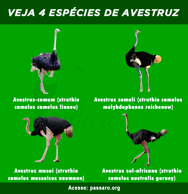 especies de avestruz