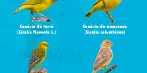 especies de canario que vivem no brasil