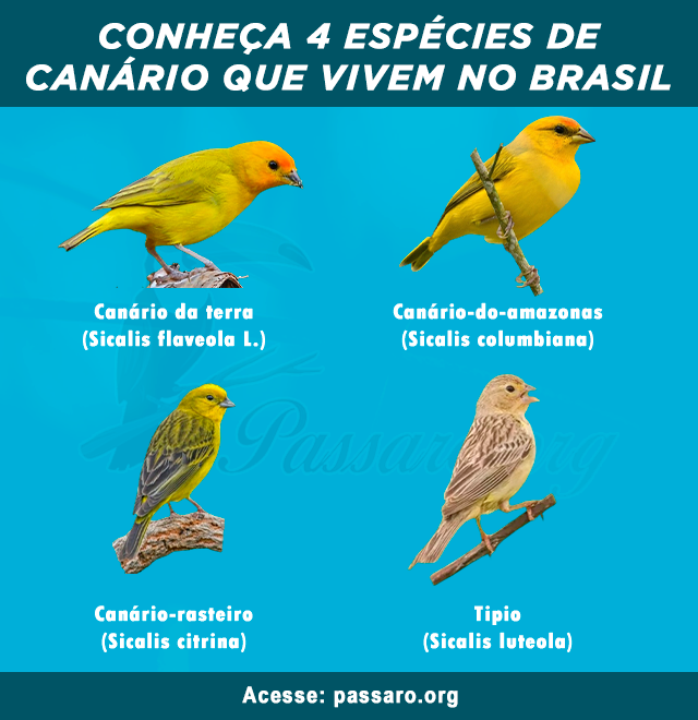 especies de canario que vivem no brasil