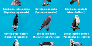 especies de gaviao em risco de extincao