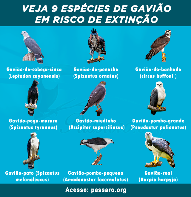 especies de gaviao em risco de extincao