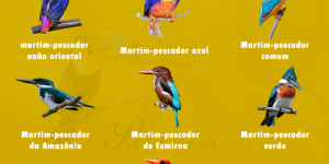 especies de martim-pescador