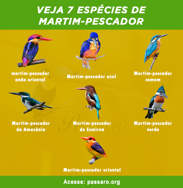 especies de martim-pescador