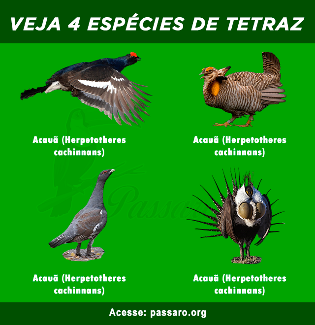 especies de tetraz