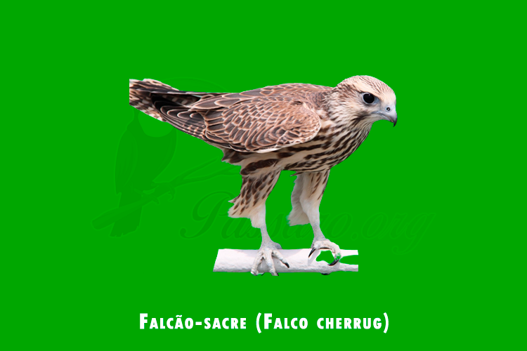 falcao-sacre (falco cherrug)