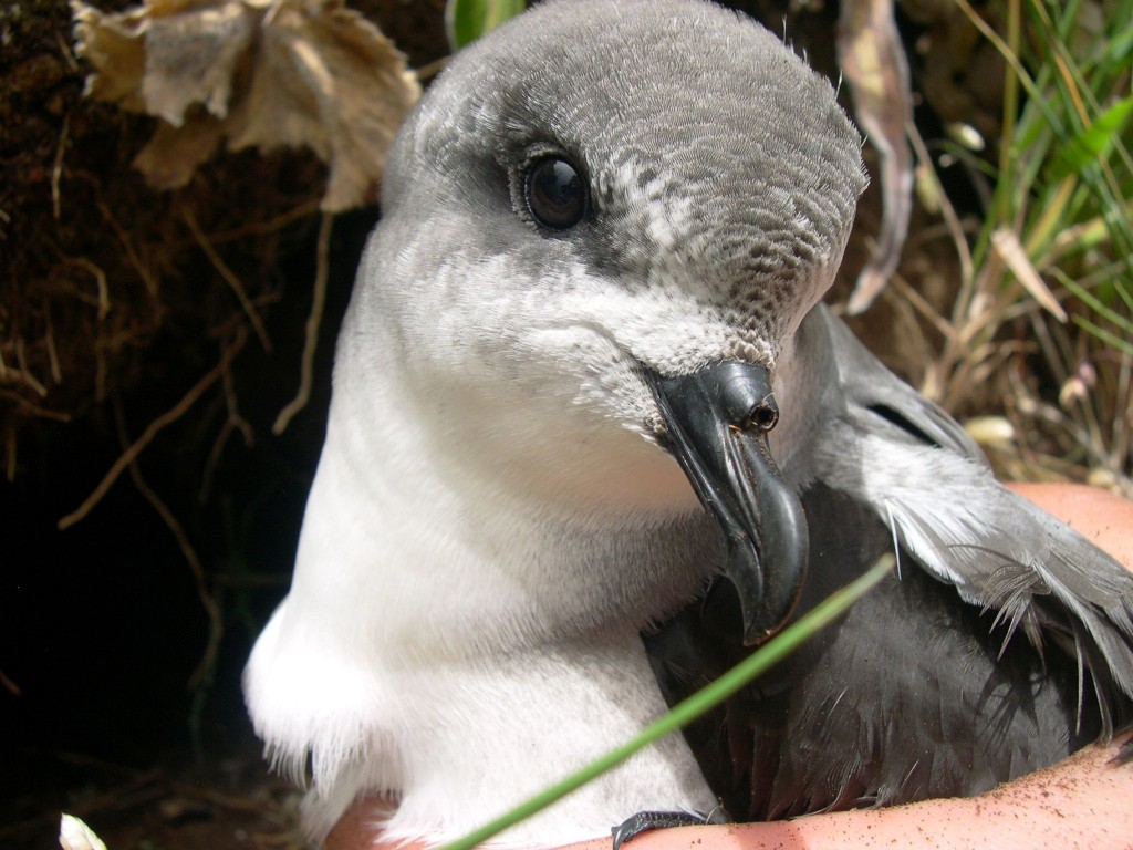 freira-da-madeira