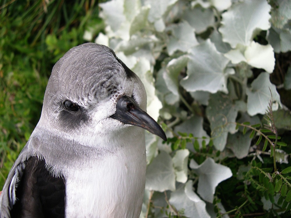 freira-da-madeira