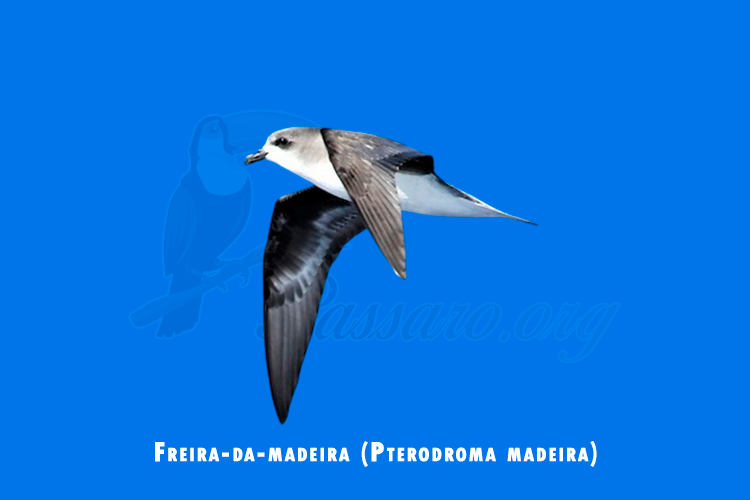 freira-da-madeira ( pterodroma madeira)