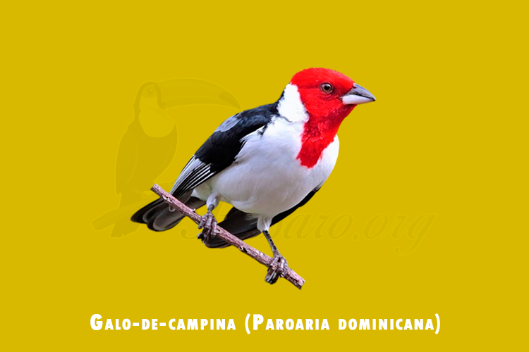 galo-de-campina ( paroaria dominicana)