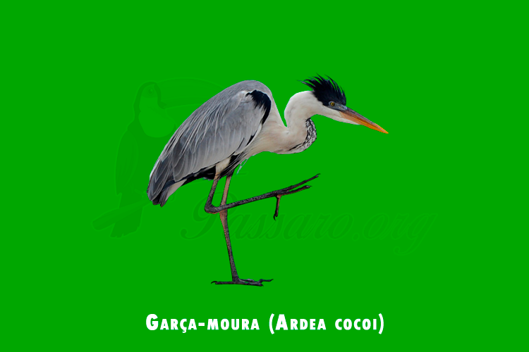 garca-moura (ardea cocoi)