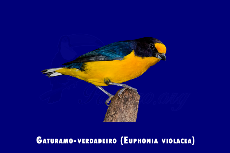 gaturamo-verdadeiro ( euphonia violacea)