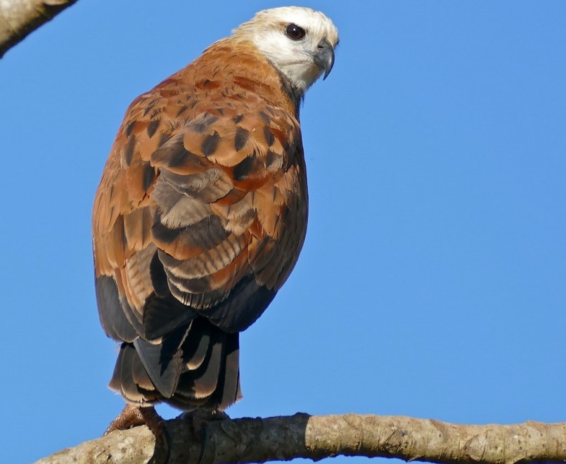 gaviao-belo