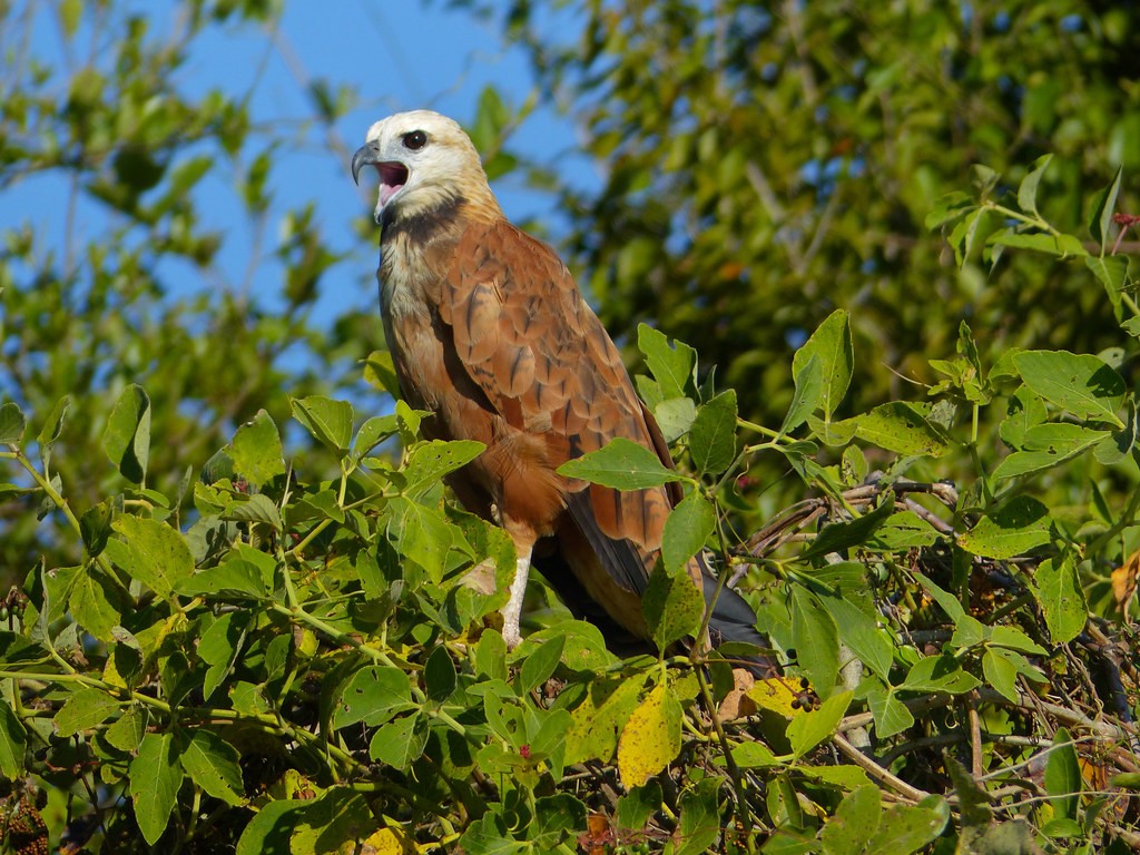 gaviao-belo