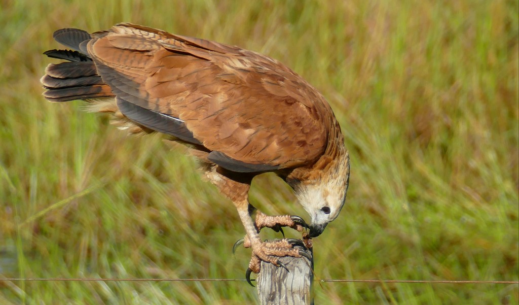 gaviao-belo