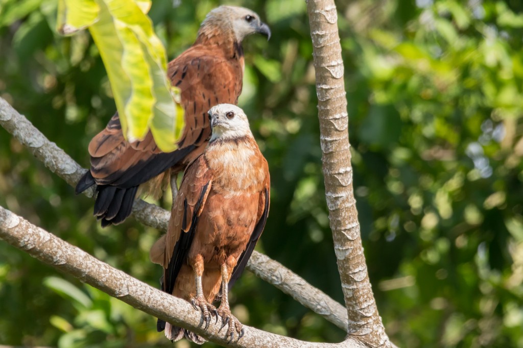 gaviao-belo