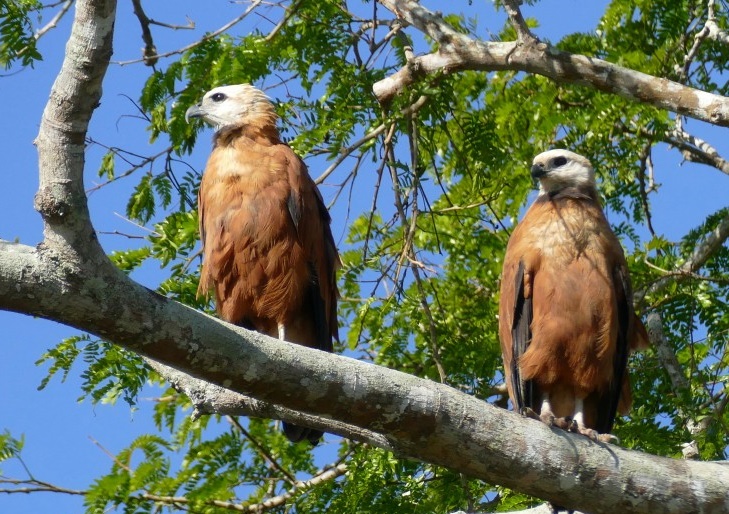 gaviao-belo