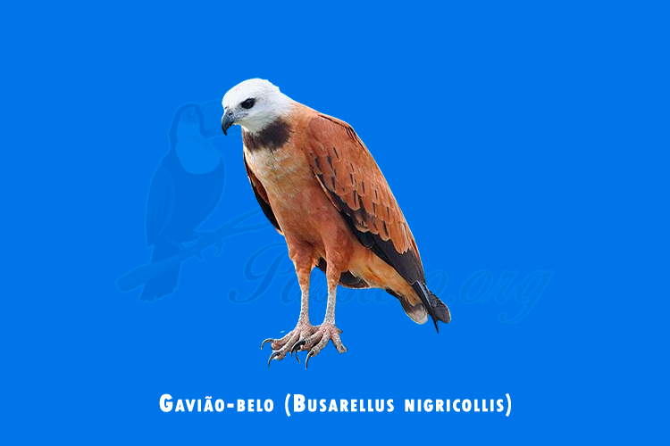 gaviao-belo (busarellus nigricollis )