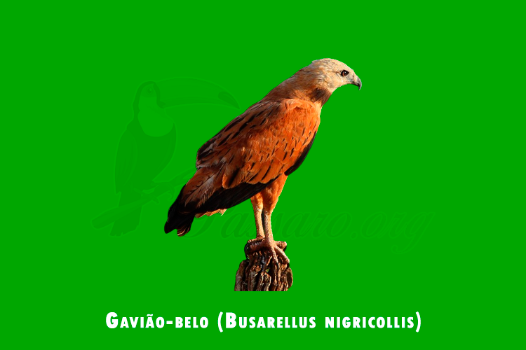 gaviao-belo (busarellus nigricollis )