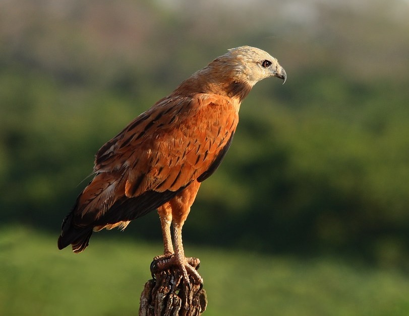 gaviao-belo